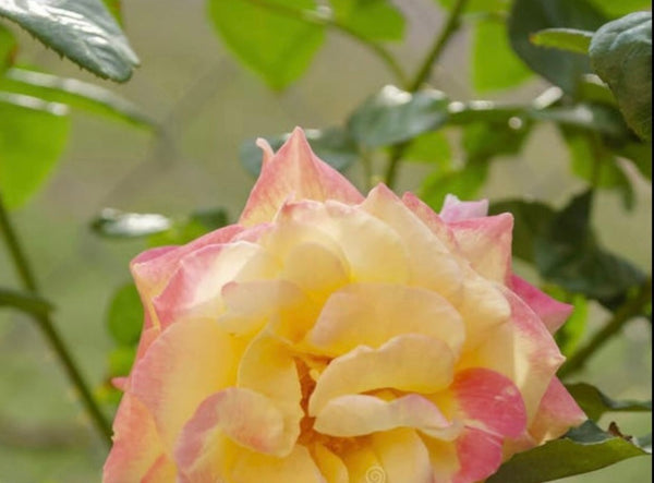 Ocean OASIS Parfum Damascus Rose