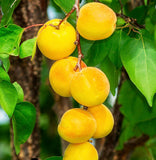 Rainfall Ageless face oil Prunus Plum and wild jojoba - Rebecca's Paradise
