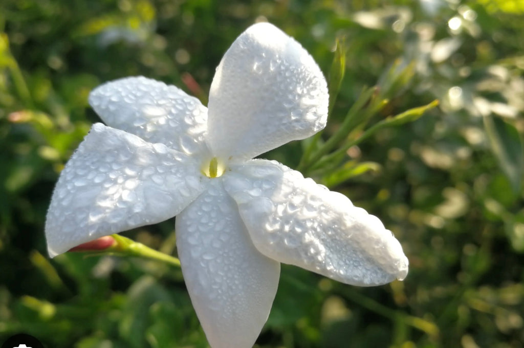 Ocean OASIS  Body wash Rain Fresh Gardenia petals - Rebecca's Paradise