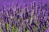 Peaceful sleep Body Scrub  with Lavender and  cane Sugar - Rebecca's Paradise