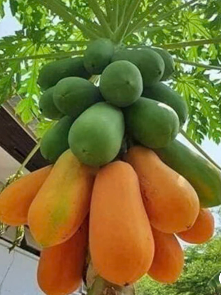Tropical Papaya Body Lotion Replenish & Luminous skin - Rebecca's Paradise