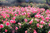 Rose Garden Bath Bomb - Rebecca's Paradise