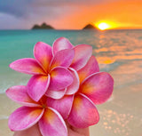 Tropics Plumeria Soap - Rebecca's Paradise