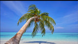 Ocean OASIS Parfum Tropical coconut And Pomegranate - Rebecca's Paradise