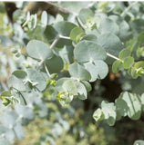 Mountain air  Eucalyptus and Kaolin Clay Soap - Rebecca's Paradise
