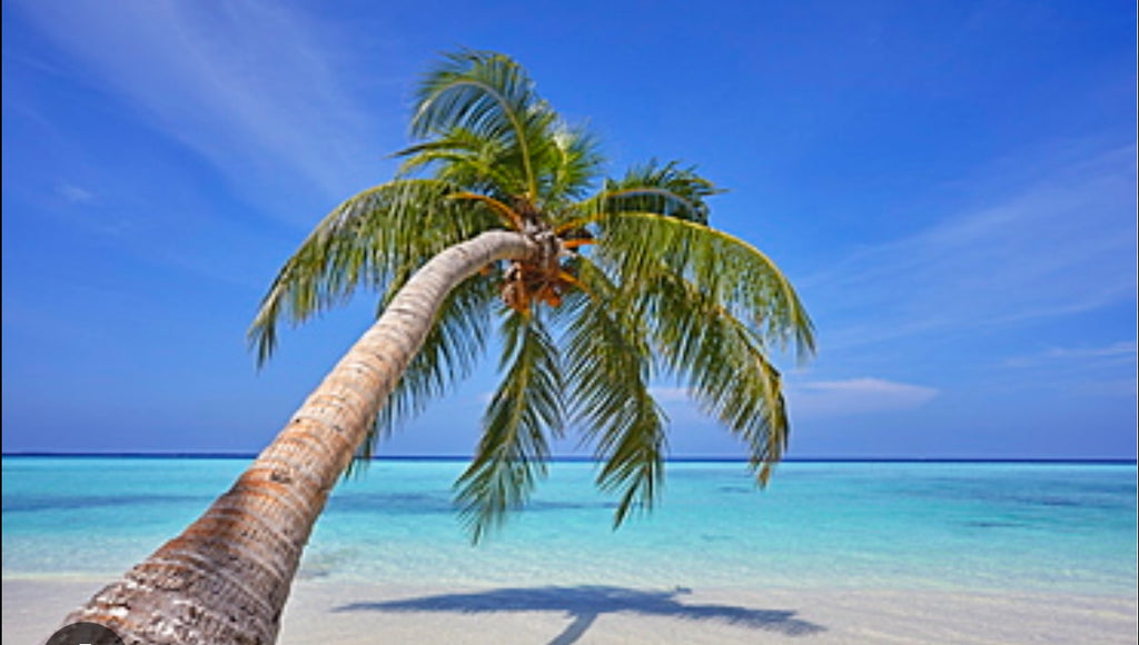 Ocean OASIS  Body wash mango and Coconut - Rebecca's Paradise