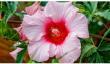 Hibiscus Rose body wash - Rebecca's Paradise