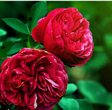 Rose Rejuvenation Facial Serum
