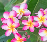 Plumeria Soap