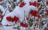 Chilly winter  Wild Cranberry and Vanilla  soap - Rebecca's Paradise