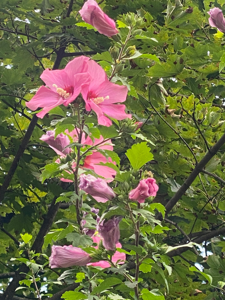 Rejuvenating Hibiscus Rose Facial Water - Rebecca's Paradise